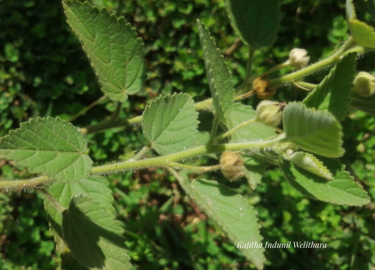 Sida cordifolia L.